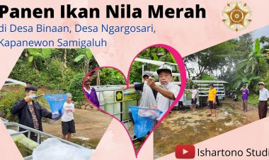 Pengabdian Kepada Masyarakat | Panen Ikan Nila Merah | Laboratorium Kimia Anorganik UGM - Desa Binaan Ngargosari, Samigaluh, Kulon Progo