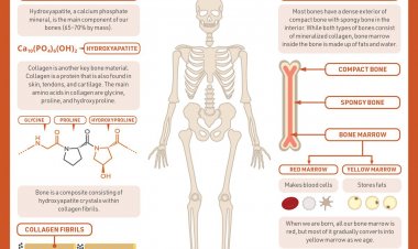 [Selayang Pandang] Cerita Biokimia: Terbentuk dari Apakah Kerangka Tulang Manusia?