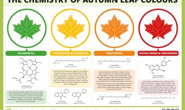 [Selayang Pandang] Cerita Biokimia: Kimia Dalam Hijaunya Daun
